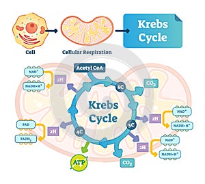 Krebs cycle vector illustration. Citric tricarboxylic acid labeled scheme