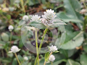 kremah air flower of a garden, in the Mataram City