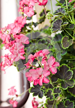 Kremlin Pelargonium geranium plant flower