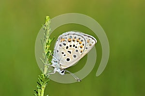 Kretania zephyrinus butterfly on Mugwort