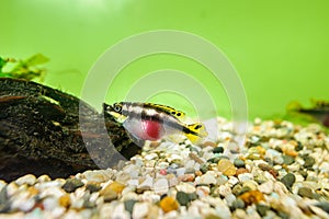 Kribensis Cichlid fish