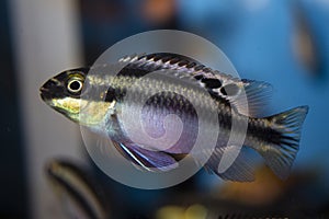 Kribensis, exotic aquarium fish from lake Niger, Africa