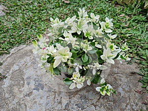 Kribo varigata ornamental plant in a green hanging pot