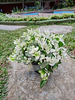 Kribo varigata ornamental plant in a green hanging pot