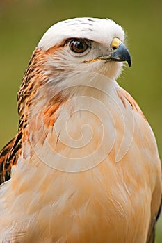 Krider's Hawk