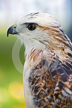 Krider's Hawk (Buteo jamaicensis) Profile photo