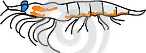 Krill