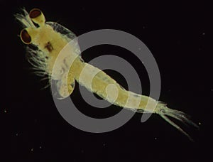 Krill as a sea plankton