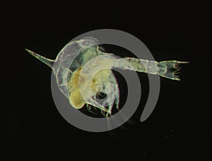 Krill as a sea plankton