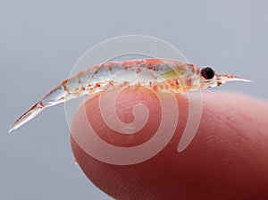 Krill may be tiny in stature  but they play a giant role in many ocean ecosystems. photo