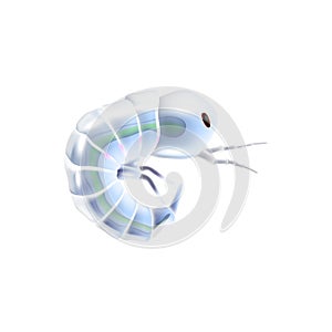 Krill Plankton Icon