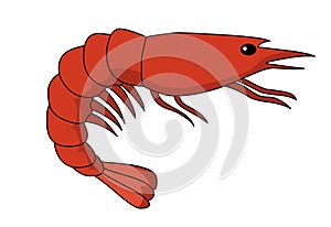 Krill vector illustration.Red prawns vector