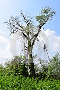 Kripp, Germany - 06 09 2021: weird tree in Rheinauen