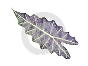 Kris Plani leaf isolated.