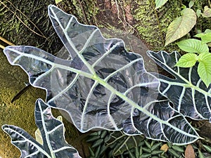 Kris Plant / Alocasia Sanderiana / Sander`s Alocasia, Alokasie, Tropenwurz, Pfeilblatt, Oreille d`Ã©lÃ©phant or Planta kris