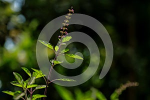 Krishna thulasi with leaves and flower photo