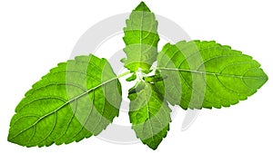 Krishna tulsi leaves Ocimum tenuiflorum