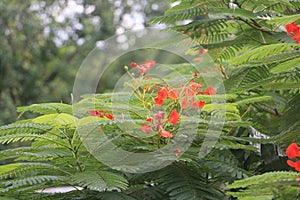 Krisnochura flower after rain