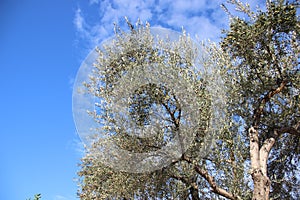 One Olive Tree And Fruits