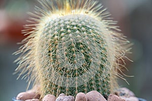 Kroenleinia is monotypic genus of succulent plants in cactus greenhouse.