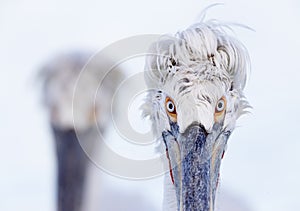 Kroeskoppelikaan, Dalmatian Pelican, Pelecanus crispus