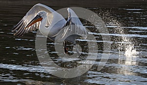 Kroeskoppelikaan, Dalmatian Pelican, Pelecanus crispus