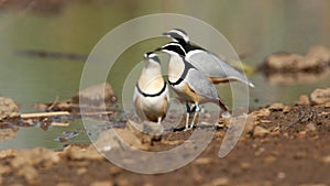 Krokodilwachter, Egyptian Plover, Pluvianus aegyptius