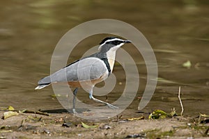 Krokodilwachter, Egyptian Plover, Pluvianus aegyptius