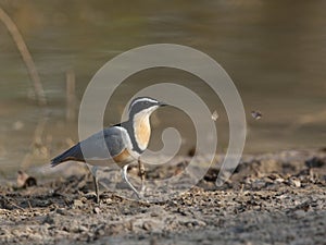 Krokodilwachter, Egyptian Plover, Pluvianus aegyptius