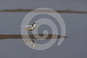 Krokodilwachter, Egyptian Plover, Pluvianus aegyptius