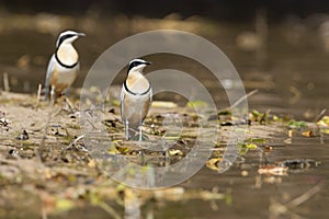 Krokodilwachter, Egyptian Plover, Pluvianus aegyptius