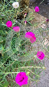 Krokot mawar, rosa centifolia muscosa, red flower, blooming flower photo