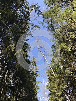 Krone of a tree in spring with blue sky