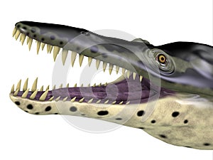 Kronosaurus Reptile Head