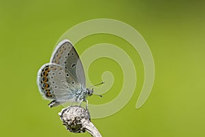 Kroonkruidblauwtje, Reverdin's Blue, Plebejus argyrognomon