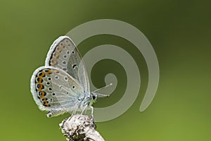 Kroonkruidblauwtje, Reverdin's Blue, Plebejus argyrognomon