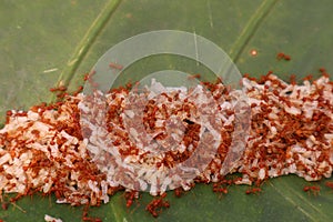 Kroto is ant eggs, a type of bird food
