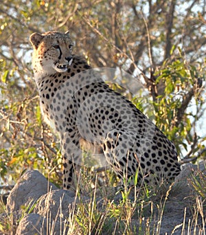 Kruger Cheetah