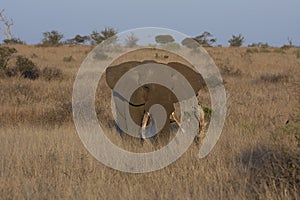 Kruger elephant