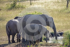 Kruger Elephants