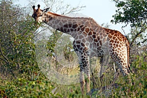 Kruger Giraffe