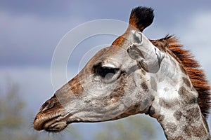 Kruger Giraffe