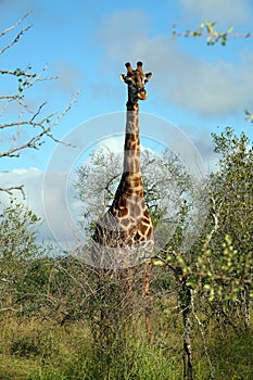 Kruger Giraffe