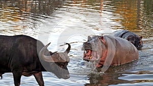 Kruger Hippo