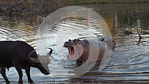 Kruger Hippo Mouth Open
