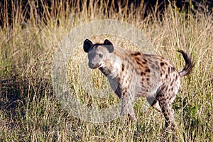 Kruger Hyena