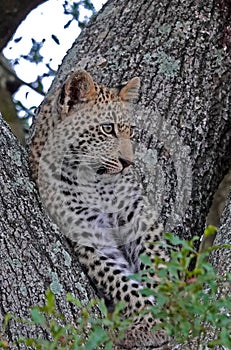 Kruger Leopard Cub