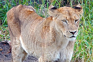 Kruger Lion