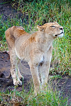 Kruger Lion