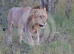 Kruger Lion